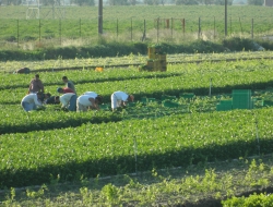 Menarini giovanni - Frutta e verdura - ingrosso,Prodotti fitofarmaceutici - Argenta (Ferrara)