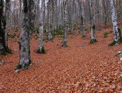 Ecotur di nicoletta gentile cesibio pandolfi e paolo innicca & c. - Agenzie viaggi e turismo,Agenzie viaggio e turismo - Pescasseroli (L'Aquila)