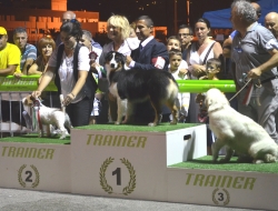 Centro cinofilo terra del falco - Animali domestici - allevamento ed addestramento - Montefalco (Perugia)