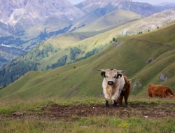 Soreie - Alberghi - Pozza di Fassa (Trento)