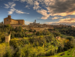 Il cavallino bianco s.a.s. di baiano marco & c. - Ristoranti - Siena (Siena)