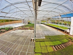 Azienda agraria billi andrea - Azienda agricola - Montevarchi (Arezzo)