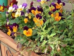 Moscatelli maria e c. srl - Giardinaggio - macchine ed attrezzi - Montecassiano (Macerata)