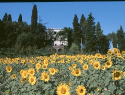 Villa la collina - Agriturismo - Poggibonsi (Siena)