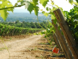 Girardelli susanna ed eugenio s.d.f. - Azienda agricola - Bardolino (Verona)