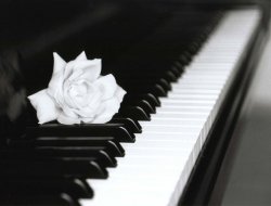 Castrianni pianoforti - Pianoforti - Roma (Roma)