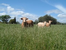 Panciroli primo - Mangimi, foraggi ed integratori zootecnici,Zootecnia - prodotti - Reggio Emilia (Reggio Emilia)