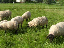 Cacciapuoti giovanni - Bestiame - allevamento e commercio - Cancello ed Arnone (Caserta)