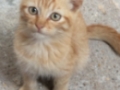 Opinioni degli utenti su Valle Grande Pensione per animali domestici