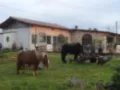 Opinioni degli utenti su Il Cavallino Rosso