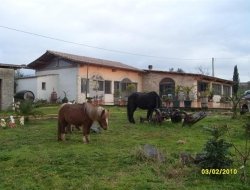 Il cavallino rosso - Agriturismo - Roma (Roma)