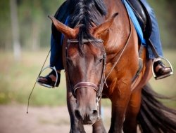 Grifoni luciano di grifoni irene - Agricoltura - attrezzi, prodotti e forniture ,Animali domestici - alimenti ed articoli,Giardinaggio e agricoltura - macchine, attrezzi e prodotti ,Sport - attrezzature ed abbigliamento per equitazione,Apicoltura - attrezzature e forniture - Vicchio (Firenze)