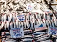 Movimento generale pesca sas di aversano & c. pescherie