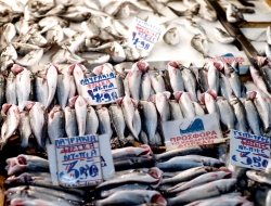 Movimento generale pesca sas di aversano & c. - Pescherie - Tortolì (Nuoro)