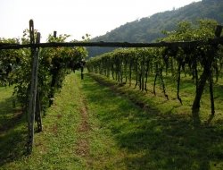 Cantina la vite - Cantine sociali - Riesi (Caltanissetta)