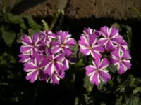La floreale di montemitro anna grazia & c. snc fiorai