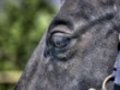 Opinioni degli utenti su Ranch Ricavo