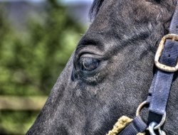 Ranch ricavo - Agriturismo - Scarperia (Firenze)