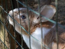 Cesara di bontempi daniela sas - Mangimi, foraggi ed integratori zootecnici - Polverigi (Ancona)