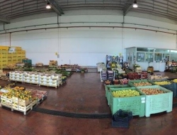 Ortofrutticola la palmara srl - Frutta e verdura - ingrosso - Mesagne (Brindisi)