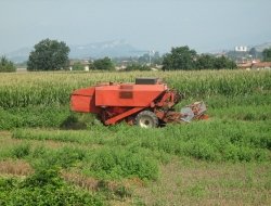 Bindi s.n.c. di bindi quirino & c. - Macchine agricole - riparazione e vendita - Roccalbegna (Grosseto)