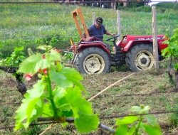 Buccelli pietro srl- societa' unipersonale - Macchine agricole - accessori e parti,Officine meccaniche - Gambara (Brescia)