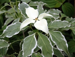 Trinci ivan - Vivai piante e fiori - Pistoia (Pistoia)