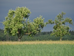 Onori franco - Consulenza agricola e forestale - Collalto Sabino (Rieti)