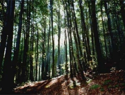 Agriforest snc di righello massimo - Aree verdi - progettazione,Consulenza agricola e forestale - Calizzano (Savona)
