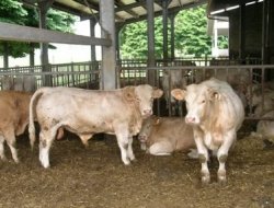 Società agricola canobbio - Bestiame - allevamento e commercio - Rocca d'Arazzo (Asti)