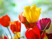 Blumen berger fiori - faxiflora service fiorai