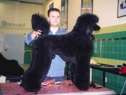 Iv san bernard - Animali domestici - toeletta - Vinci (Firenze)