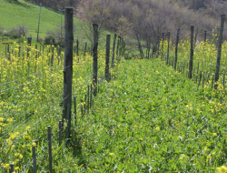 La quarantana s.r.l - Azienda agricola - Panicale (Perugia)