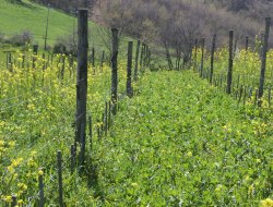 La quarantana s.r.l - Azienda agricola - Panicale (Perugia)