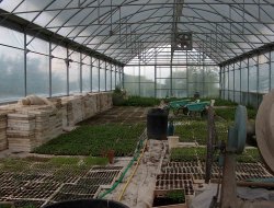 Societa' agricola fiorello fruit s.s. - Frutta e verdura - Moricone (Roma)