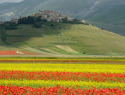 Sapori di norcia s.r.l. - Alimentari - prodotti e specialità - Norcia (Perugia)