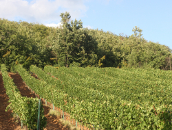 Gabetti carlo - Aziende agricole e zootecniche - Carrù (Cuneo)