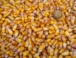 Azienda agricola la rovere - Cereali e granaglie - Montalto di Castro (Viterbo)