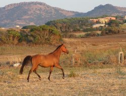 T.t. di zioni gioia - Agenzie ippiche e scommesse - Roma (Roma)