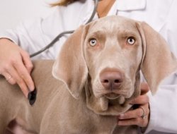 Ambulatorio veterinario porta lucchese - Veterinaria - ambulatori e laboratori - Pistoia (Pistoia)