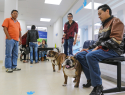 Ambulatorio veterinario lecchi mariuccia - Veterinaria - ambulatori e laboratori - Villongo (Bergamo)