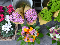 Lucin food and flower - Fiorai - accessori e forniture,Frutta e verdura,Ortofrutticoltura - Andalo (Trento)