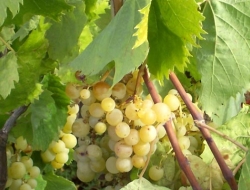 Cantina baldassarri - Vini e spumanti - produzione e ingrosso - Collazzone (Perugia)