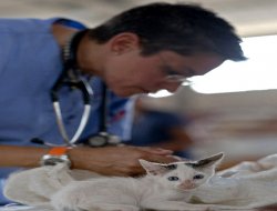 Ambulatorio veterinario oltre.ma.re - Veterinaria - ambulatori e laboratori - Ispra (Varese)