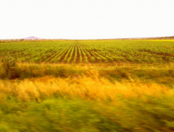 Linea verde di nazzani ermanno - Agricoltura - attrezzi, prodotti e forniture - Cortemaggiore (Piacenza)