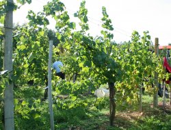 Cantina sociale luca gentile soc. coop. - Enoteche e vendita vini,Vini e spumanti - produzione e ingrosso - Cassano delle Murge (Bari)