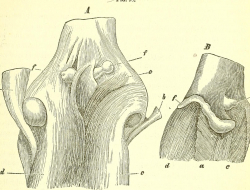 Sanitaria ortopedia bertelli - Ortopedia - articoli - San Felice sul Panaro (Modena)