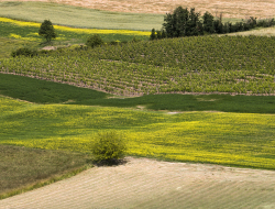 Specialagri s.r.l. - Agricoltura - attrezzi, prodotti e forniture ,Consulenza agricola e forestale - Cologna Veneta (Verona)