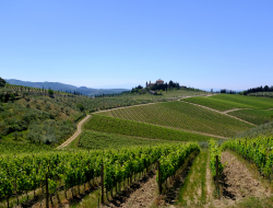 Agriturismo cuprena - Agriturismo - Arezzo (Arezzo)