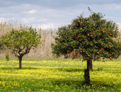 Case di latomie - Agriturismo,Azienda agricola,Benessere centri e studi - Castelvetrano (Trapani)